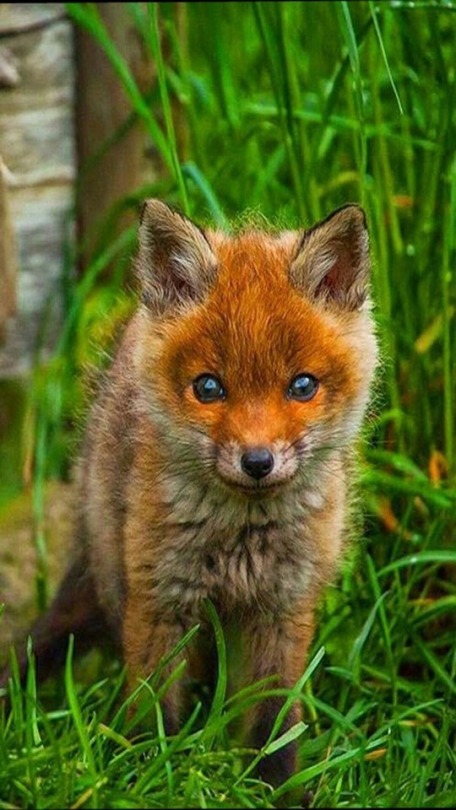 n fox2